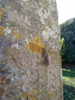 Marée - brelan - bibi