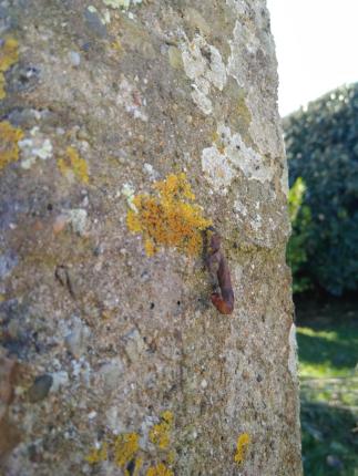 Marée - brelan - bibi